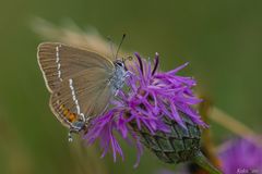 Satyrium spini