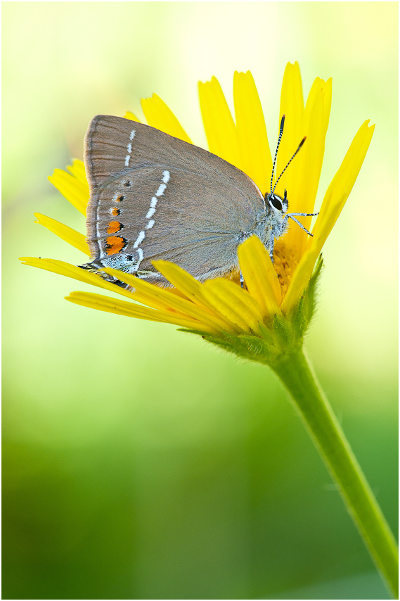 Satyrium spini