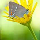 Satyrium spini