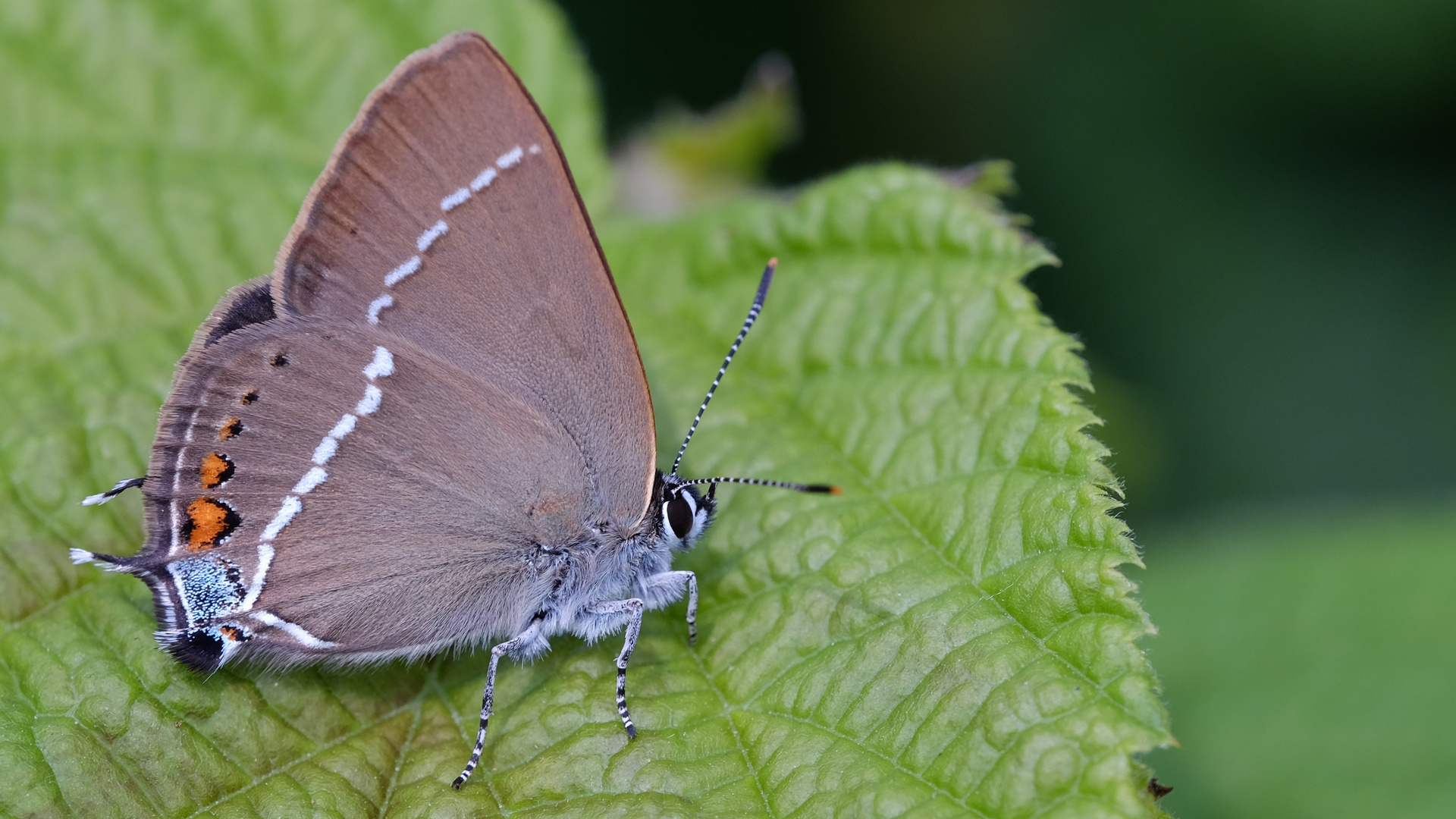 Satyrium spini