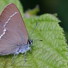 Satyrium spini