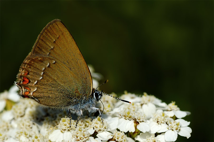 Satyrium spini