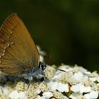 Satyrium spini