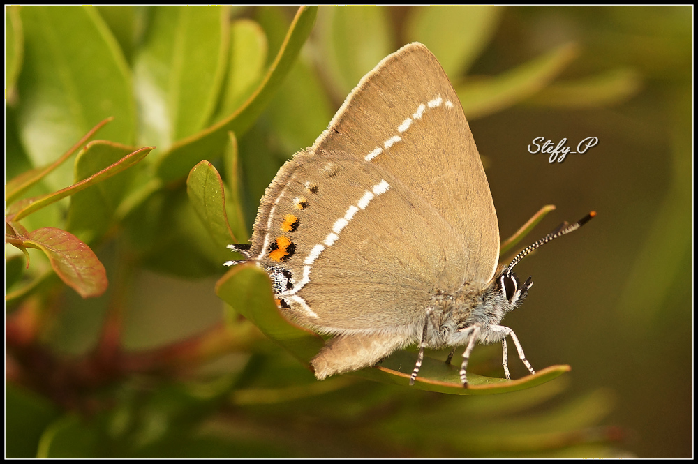 Satyrium spini