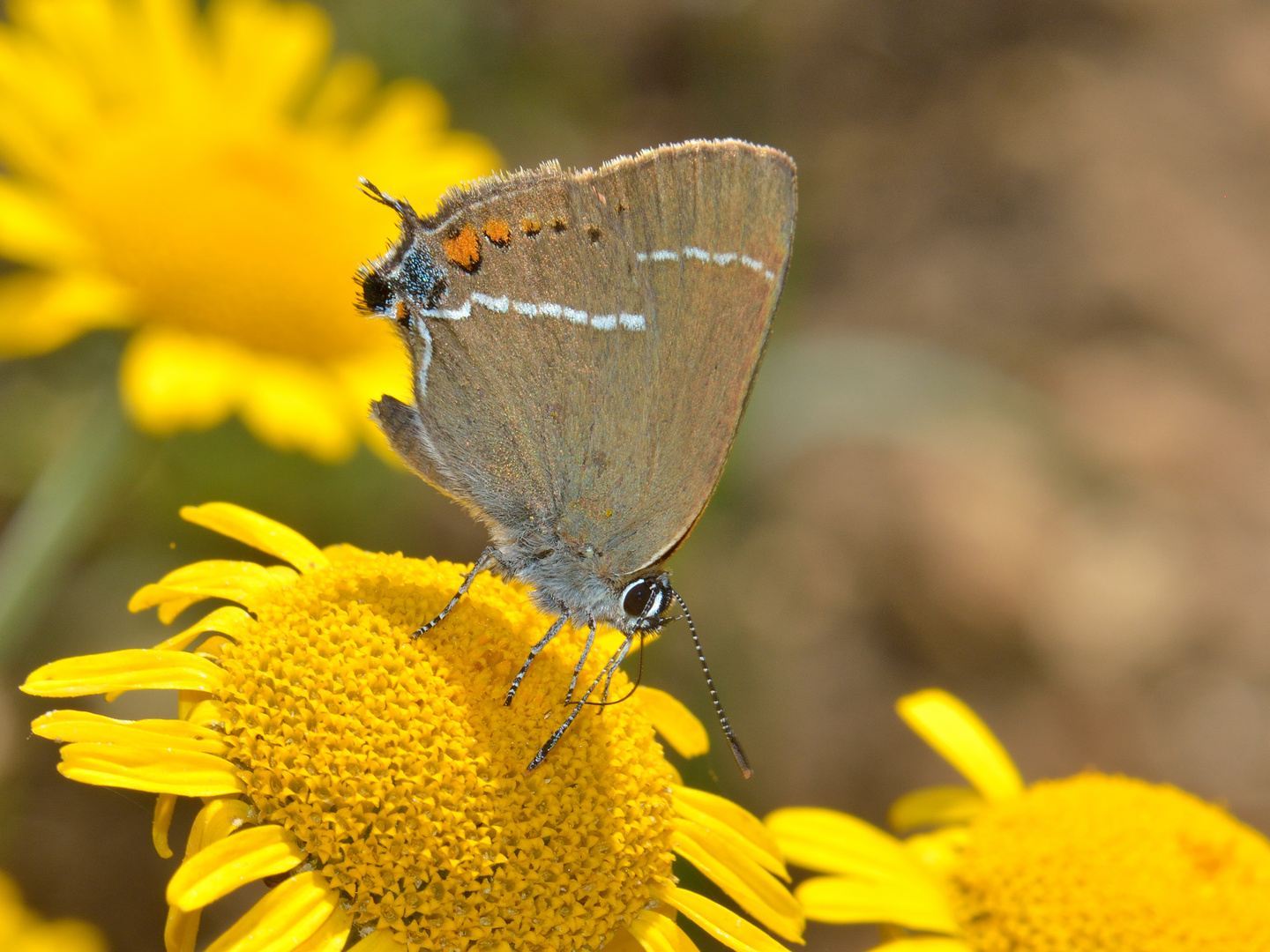 Satyrium spini, Kreuzdorn-Zipfelfalter