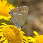 Satyrium spini, Kreuzdorn-Zipfelfalter