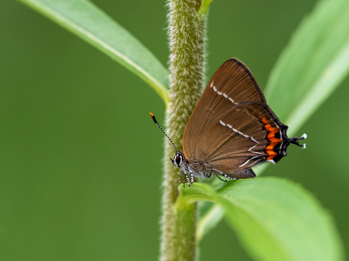 Satyrium w-album