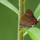 Satyrium w-album