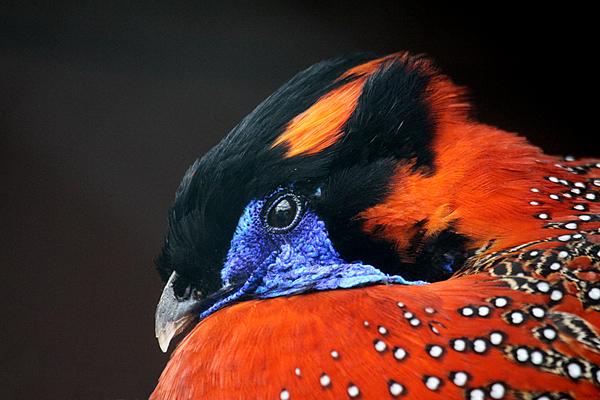 Satyrtragopan