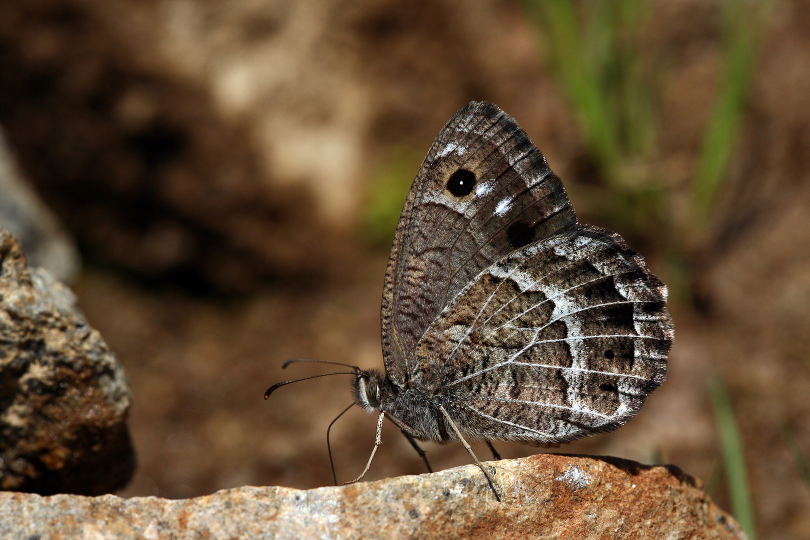 Satyrus amasinus » Amasian Satyr