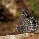 Satyrus amasinus » Amasian Satyr