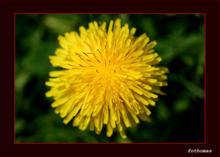 Sau- Söiblume zum 2.