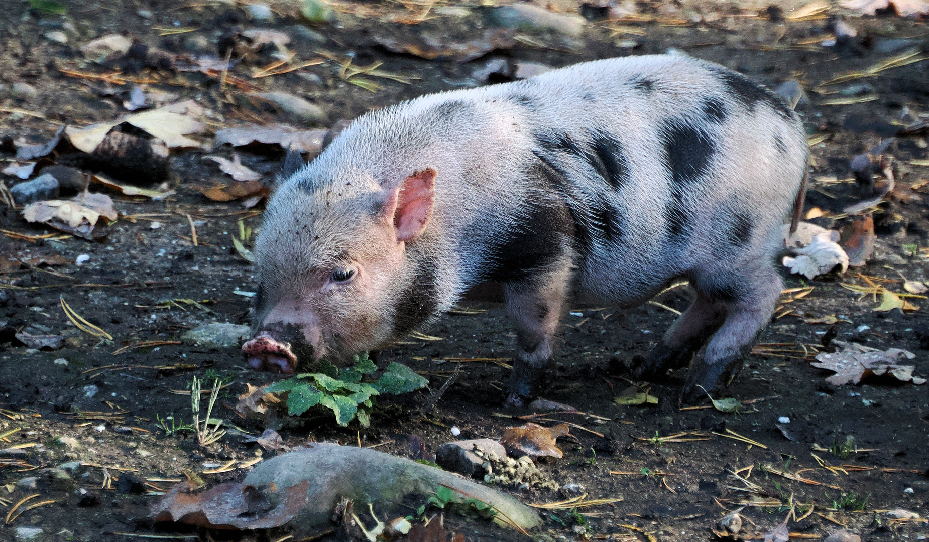 Sau süß ! Foto & Bild natur, tiere, haustiere Bilder auf