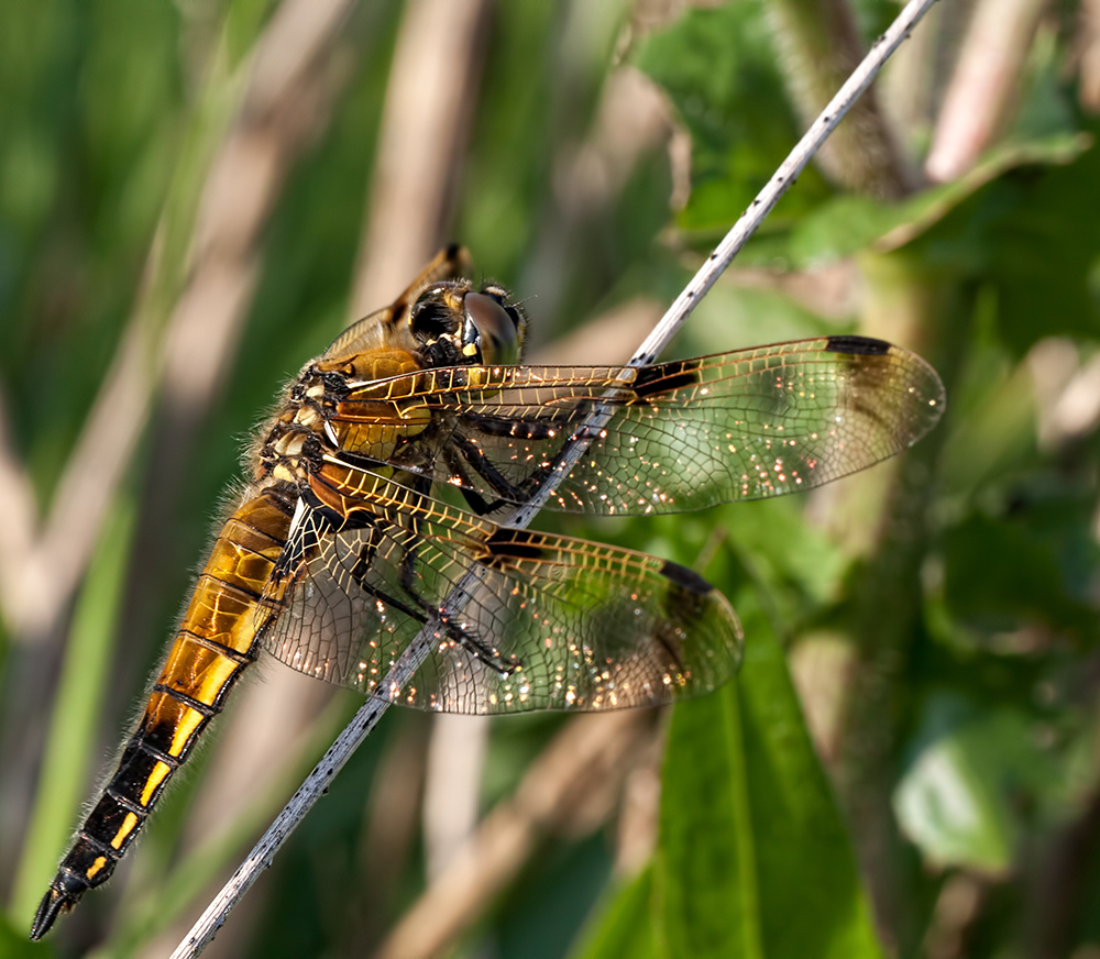 Sauber erwischt (Vierflecklibelle, Libellula quadrimaculata)