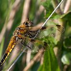 Sauber erwischt (Vierflecklibelle, Libellula quadrimaculata)