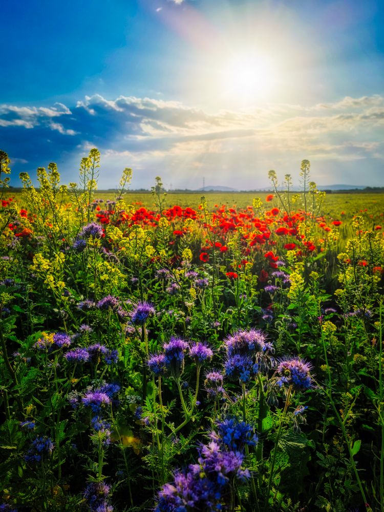 Saubere Luft und ein bisschen Natur ! Foto & Bild | landschaft Saubere Luft und ein bisschen Natur ! Foto & Bild | landschaft