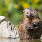 Saubere Nutria