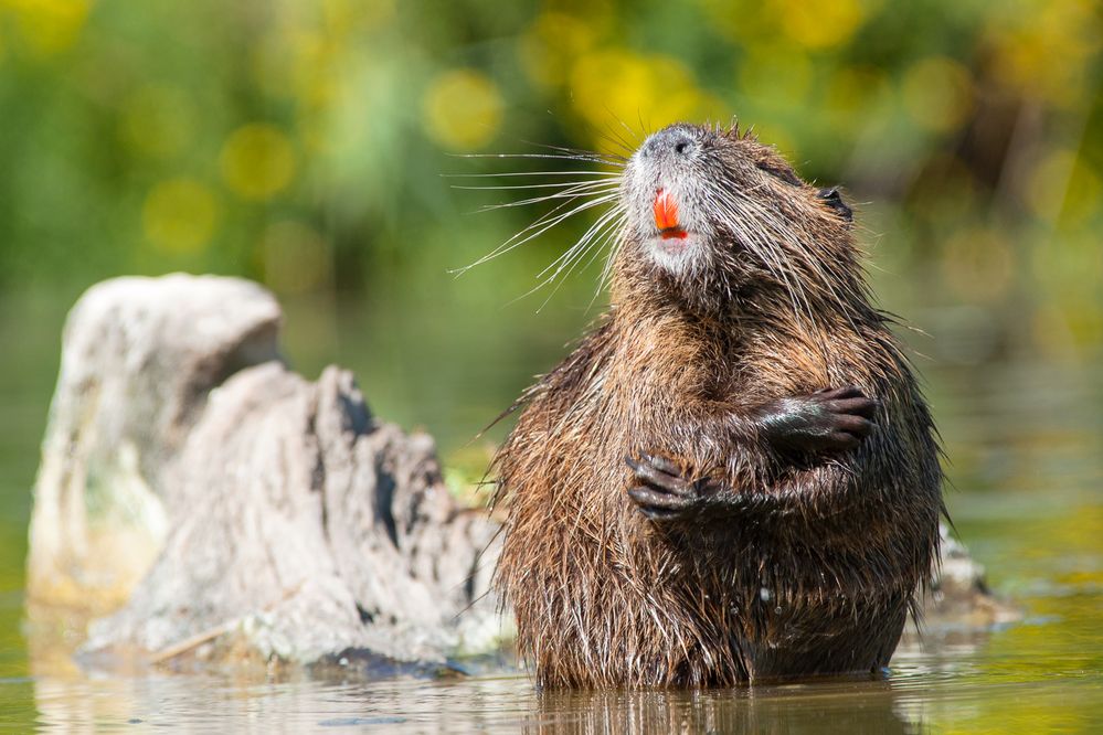 Saubere Nutria