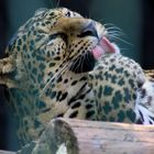 Sauberer Leopard