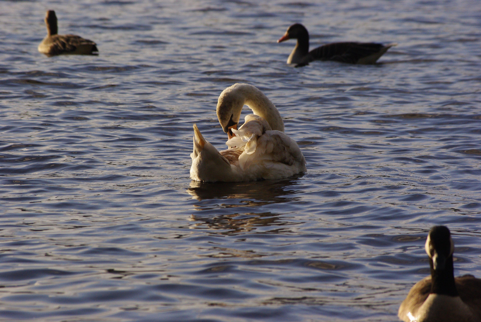 Sauberer Schwan