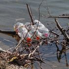 "sauberes" Vogelparadies Klingnauer Stausee