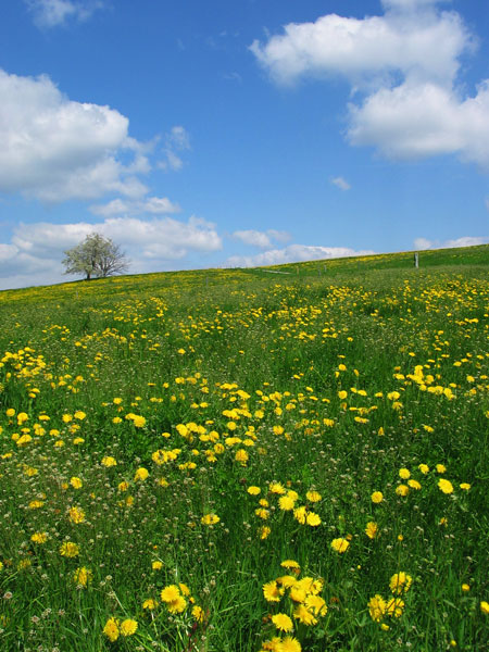 Saublümchen