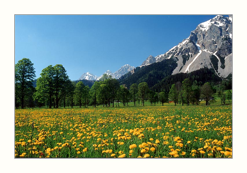 Saublumenwiese - Ramsau/Dachstein (reload)