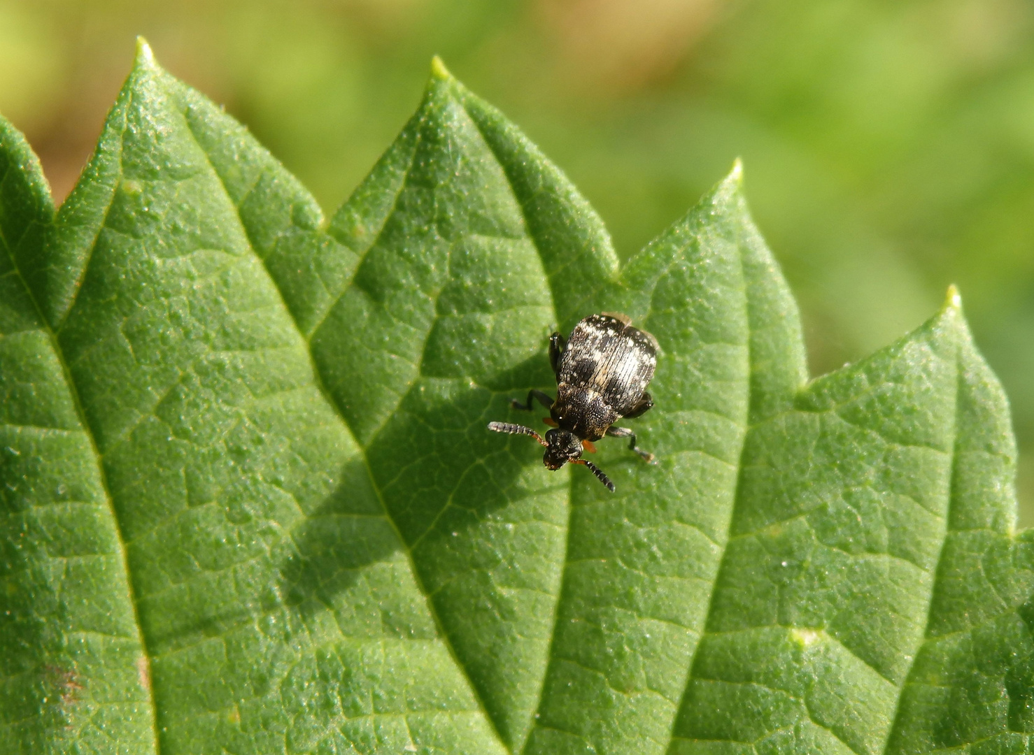 Saubohnenkäfer (Bruchus rufimanus)