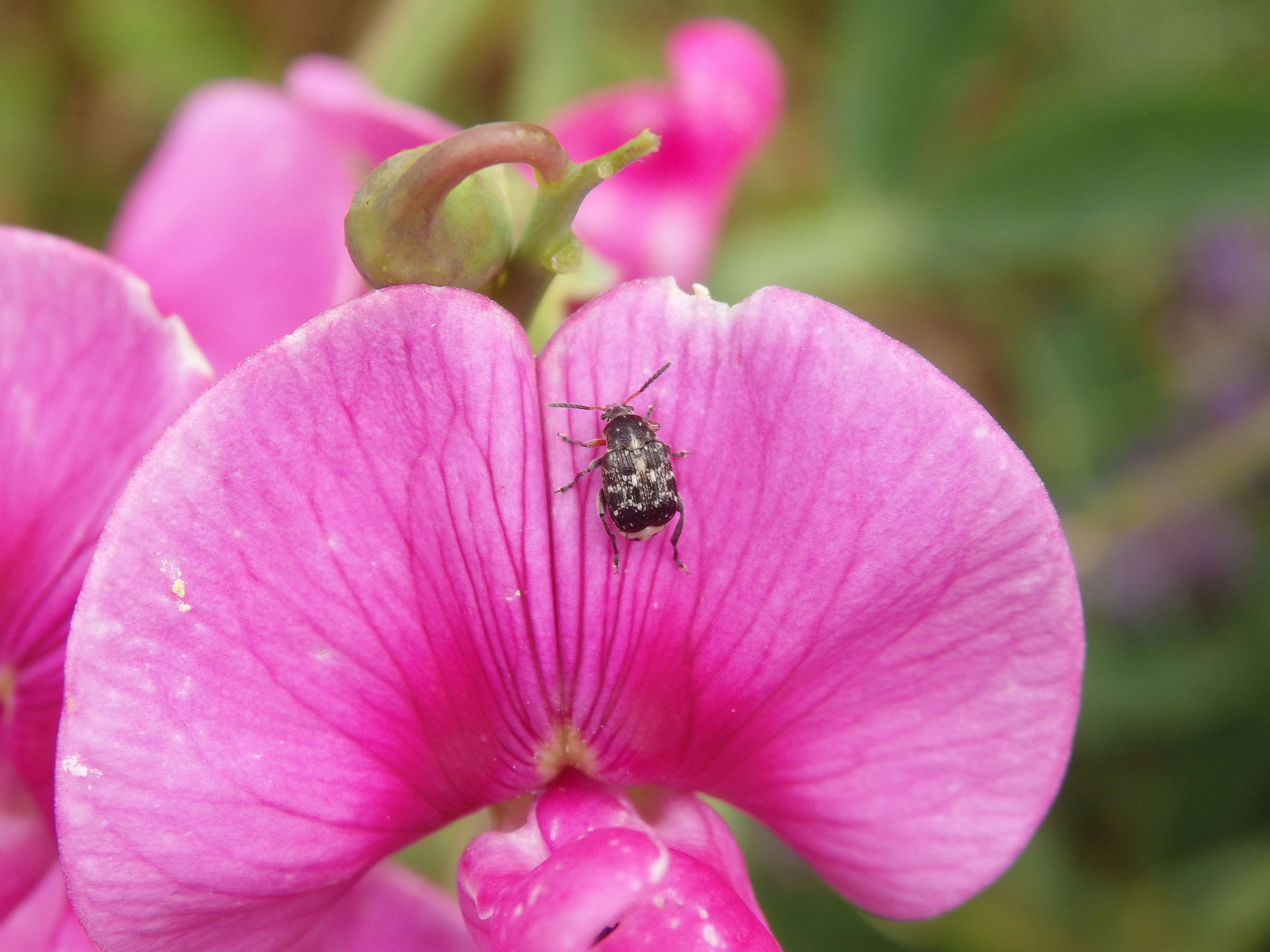 Saubohnenkäfer (Bruchus rufimanus) auf Gartenwicke