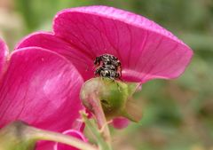 Saubohnenkäfer-Paarung (Bruchus rufimanus) auf der Gartenwicke