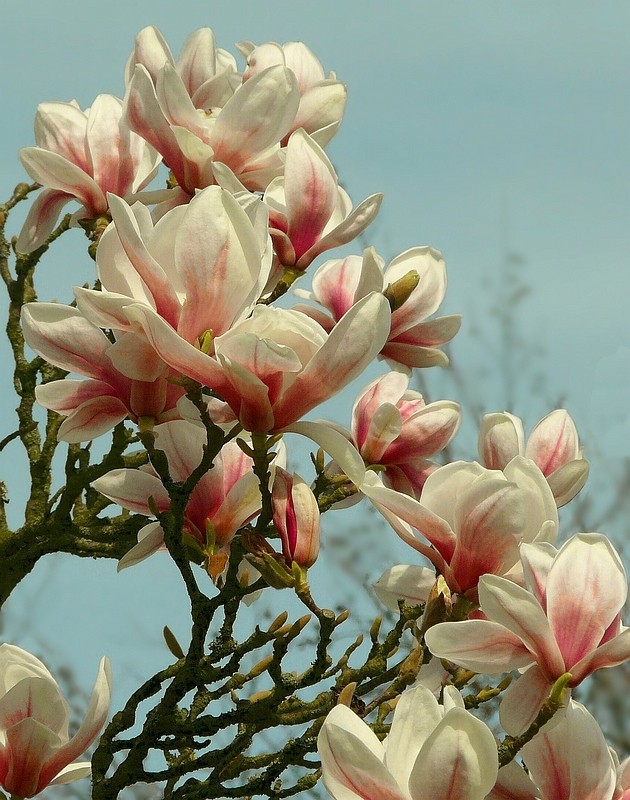 Saucer Magnolia