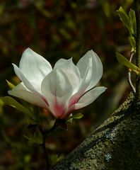 Saucer Magnolia