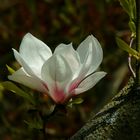 Saucer Magnolia