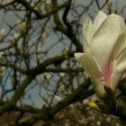 Saucer Magnolia