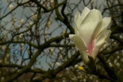 Saucer Magnolia