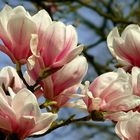 Saucer Magnolia