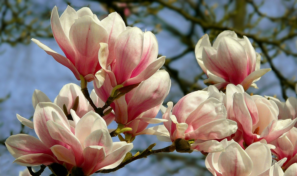 Saucer Magnolia