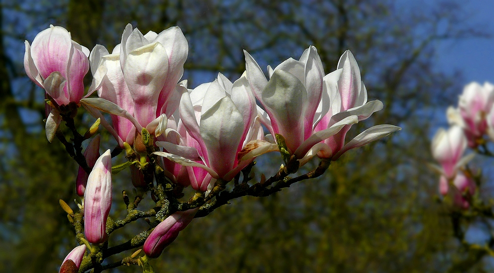 Saucer Magnolia