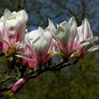 Saucer Magnolia