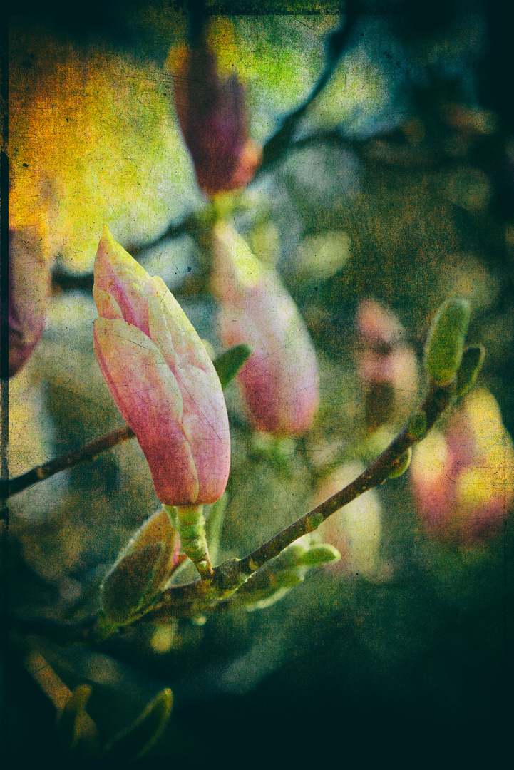 Saucer Magnolia