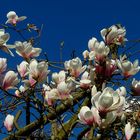 Saucer Magnolia