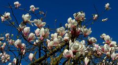 Saucer Magnolia