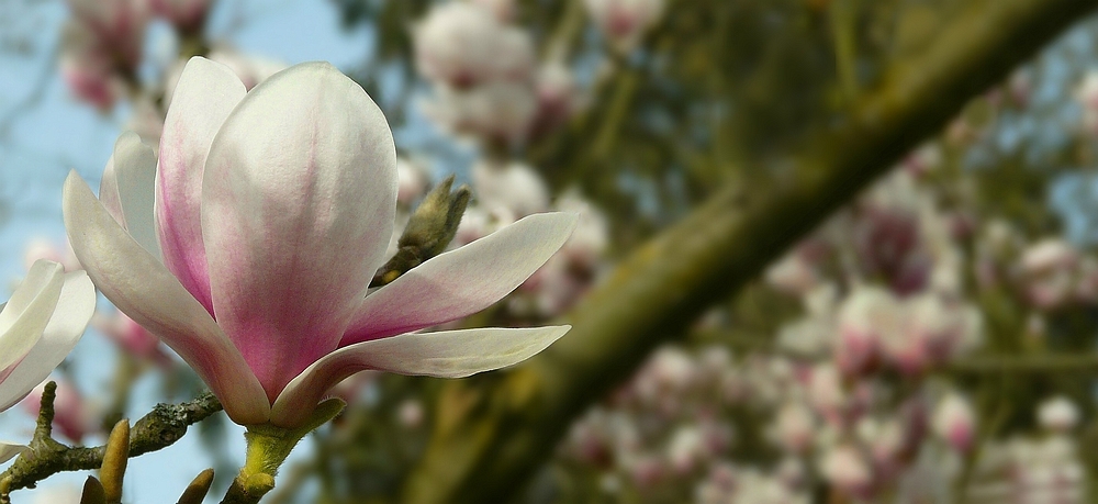 Saucer Magnolia