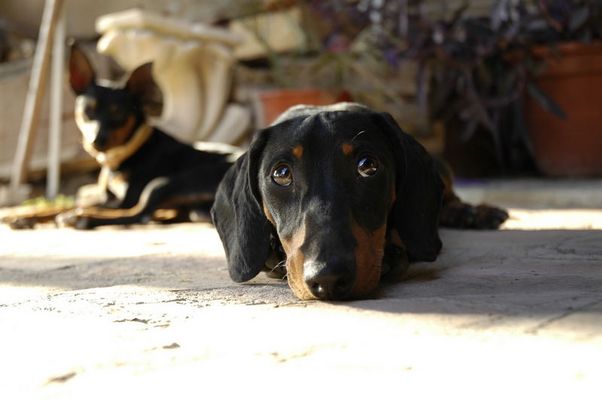 Saucisse of the Gang of S.P.deR.