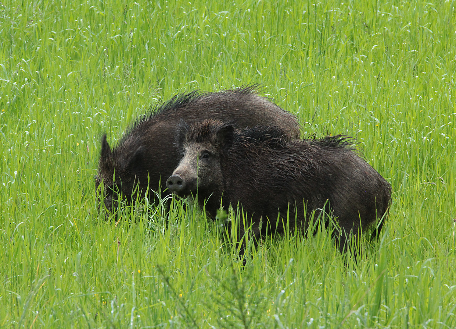 Sauen auf regennasser Wildwiesse