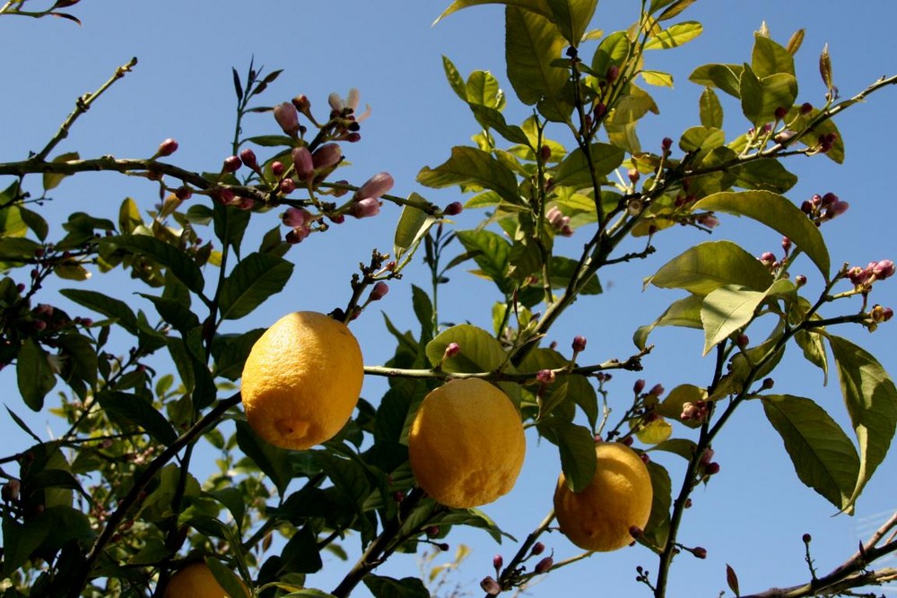 "Sauer" Foto & Bild pflanzen, pilze & flechten, früchte und beeren