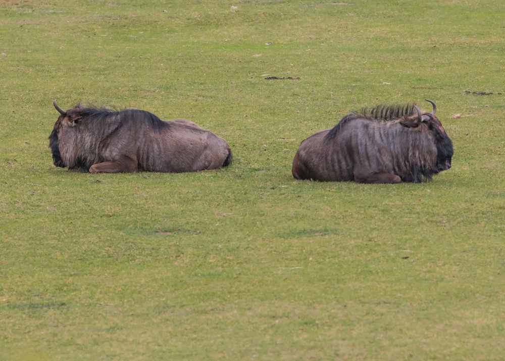 Sauer? Foto & Bild tiere, tierdetails, flora Bilder auf