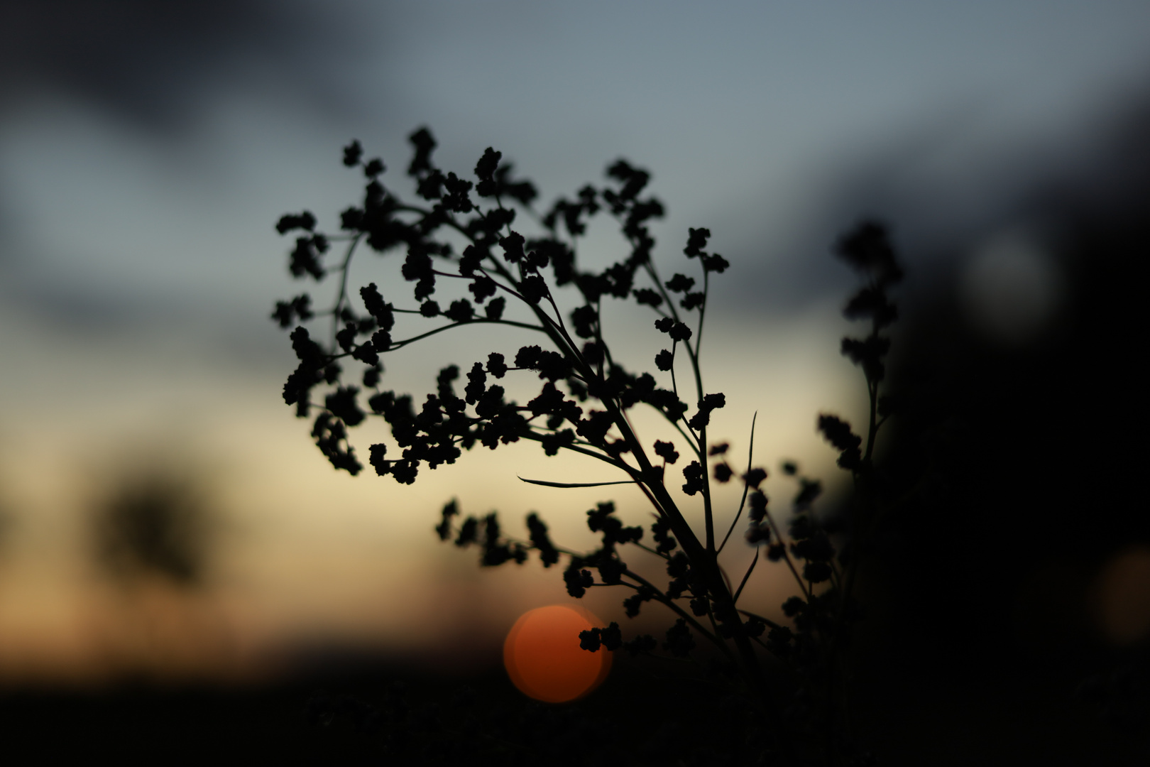 Sauerampfer bei Sonnenuntergang
