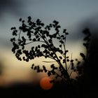 Sauerampfer bei Sonnenuntergang