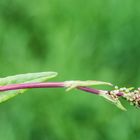 Sauerampfer - Rumex acetosa